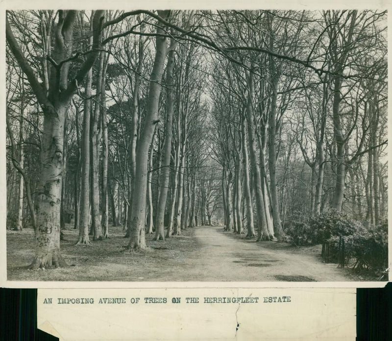 An imposing avenue of trees on the herringfleet estate. - Vintage Photograph