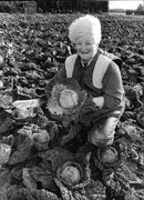 Myra gents cuts a Savoy cabbage. - Vintage Photograph