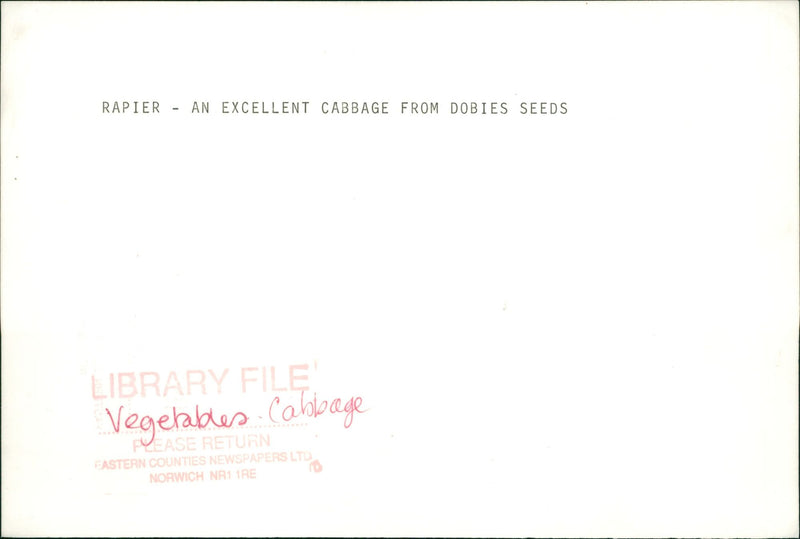 Vegetable an excellent cabbage. - Vintage Photograph