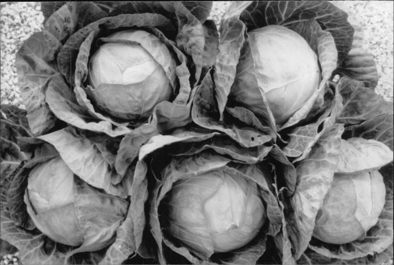 Vegetable an excellent cabbage. - Vintage Photograph