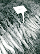 Carrot open day tuddenham. - Vintage Photograph