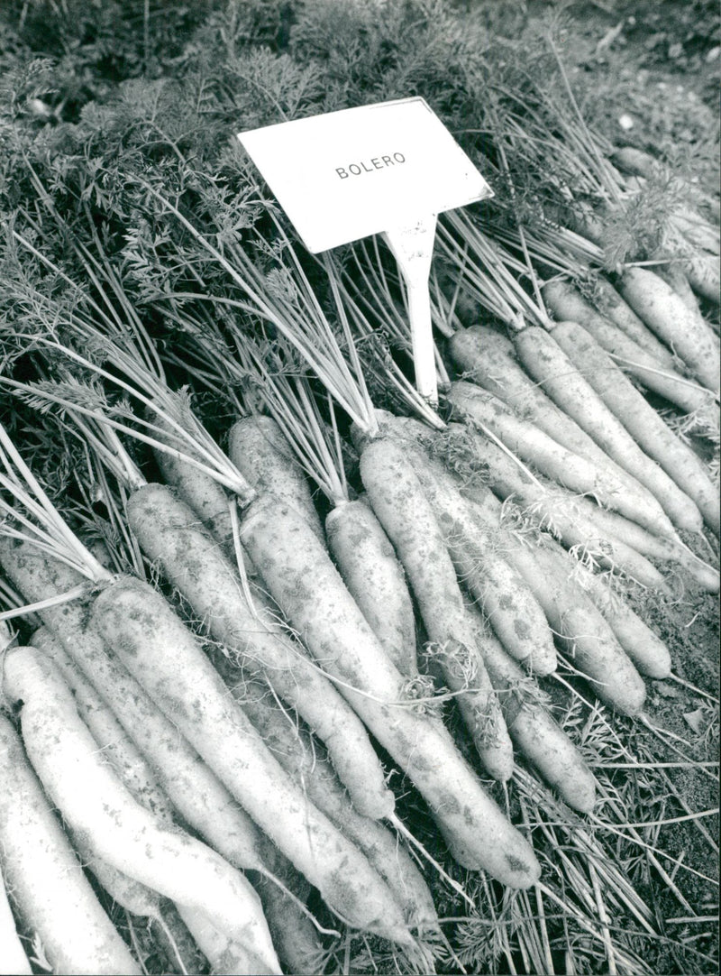 Carrot open day tuddenham. - Vintage Photograph