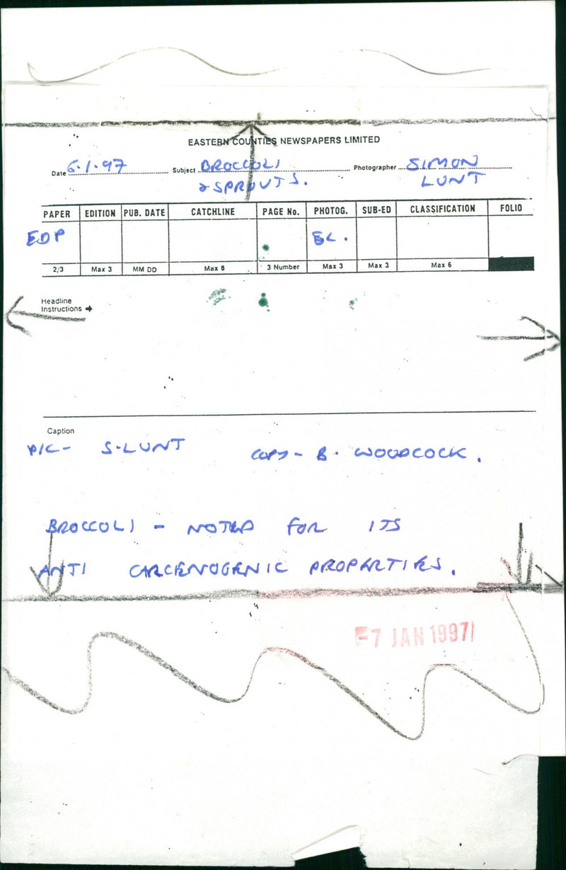 Vegetables broccoli and spruts. - Vintage Photograph