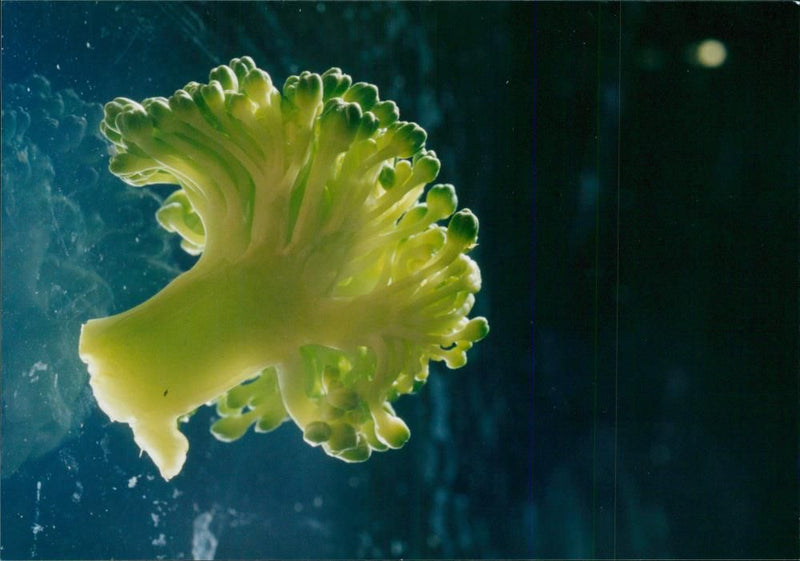 Vegetables broccoli. - Vintage Photograph