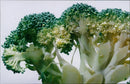 Vegetables Broccoli. - Vintage Photograph