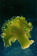 Vegetables broccoli. - Vintage Photograph