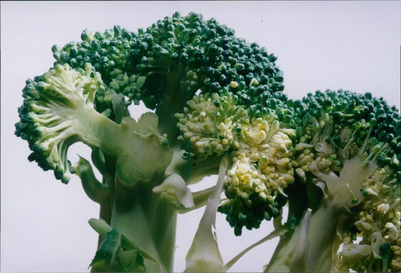 Vegetables Broccoli. - Vintage Photograph