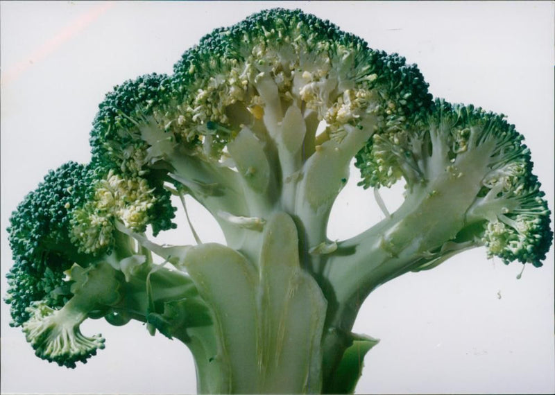 Vegetables Broccoli. - Vintage Photograph