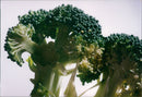 Vegetables Broccoli. - Vintage Photograph