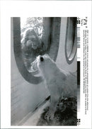 The Asiatic Lion enclosure at London Zoo. - Vintage Photograph