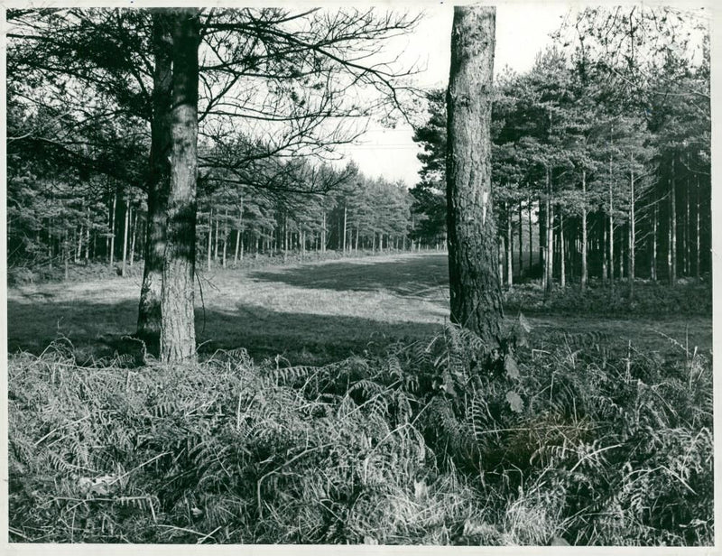 Chase with the casting shadows down avenue. - Vintage Photograph