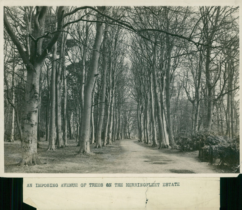 An imposing avenue of trees. - Vintage Photograph