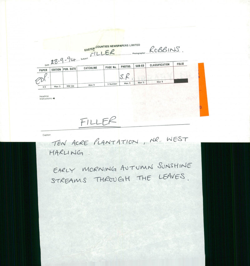 Ten acre plantation. - Vintage Photograph