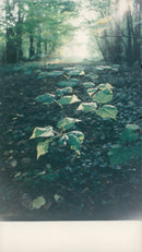 Ten acre plantation. - Vintage Photograph