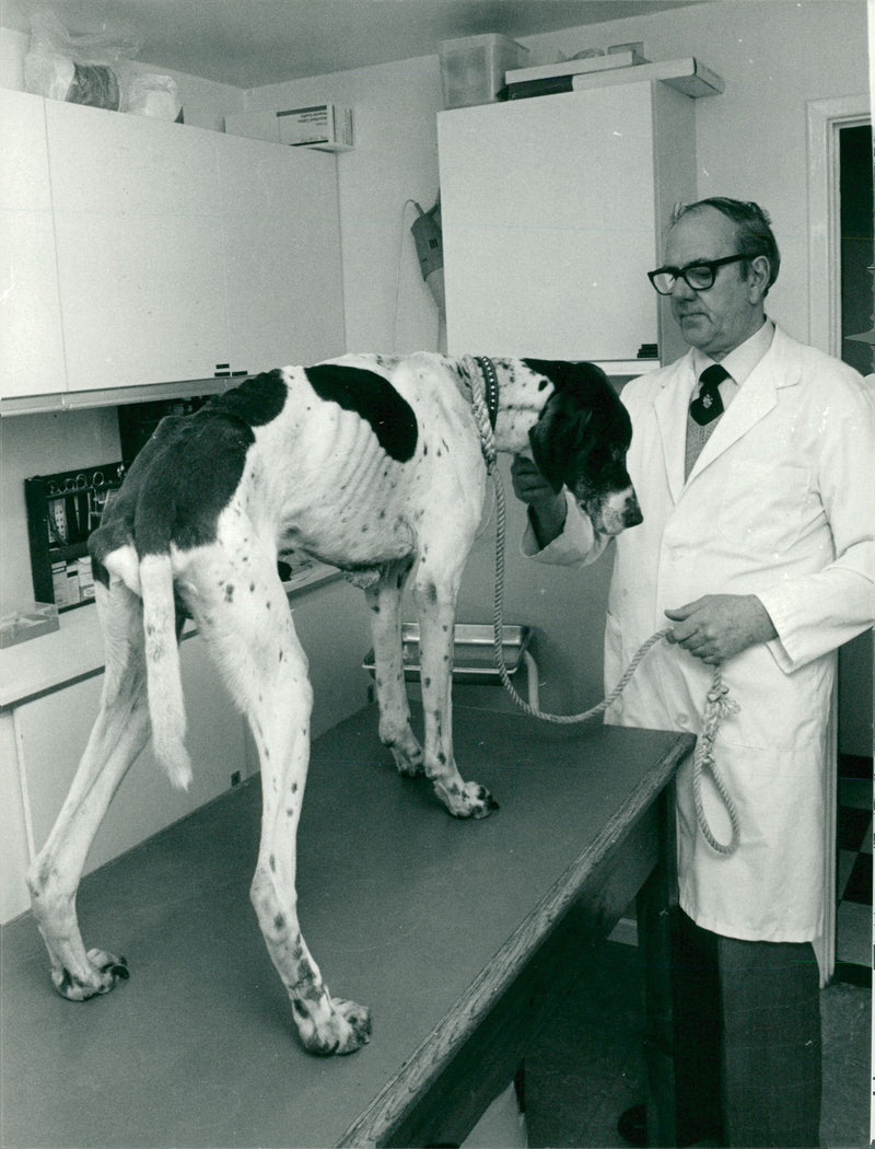 Veterinary Services - Vintage Photograph
