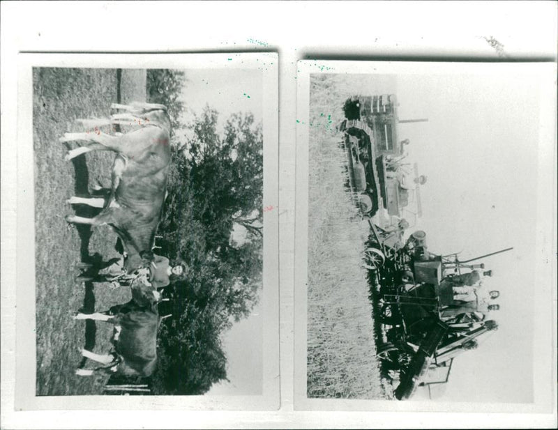 WAR & WARFARE - Vintage Photograph