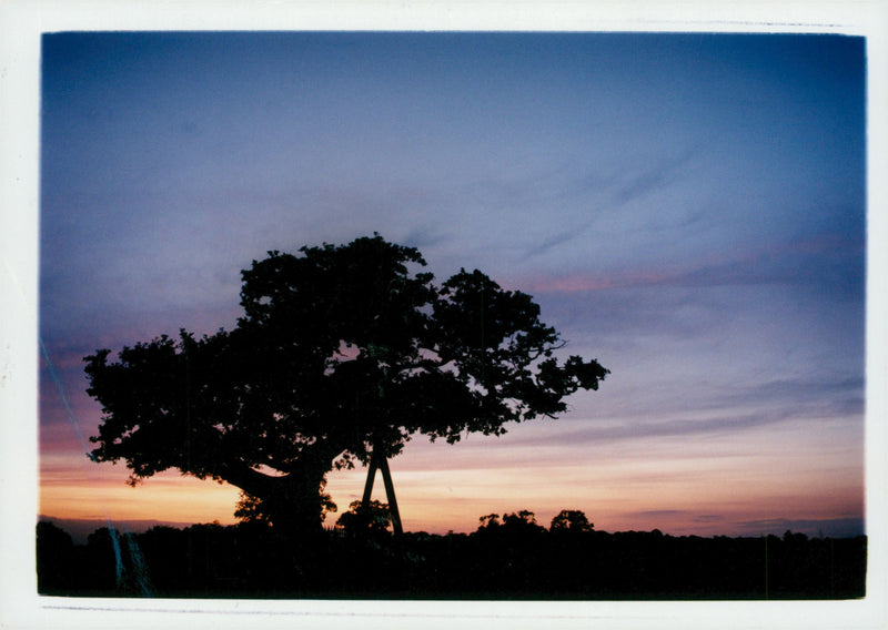 Autum colours over ketts oak. - Vintage Photograph