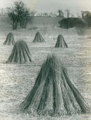 Willow sticks drying at the traditional way. - Vintage Photograph