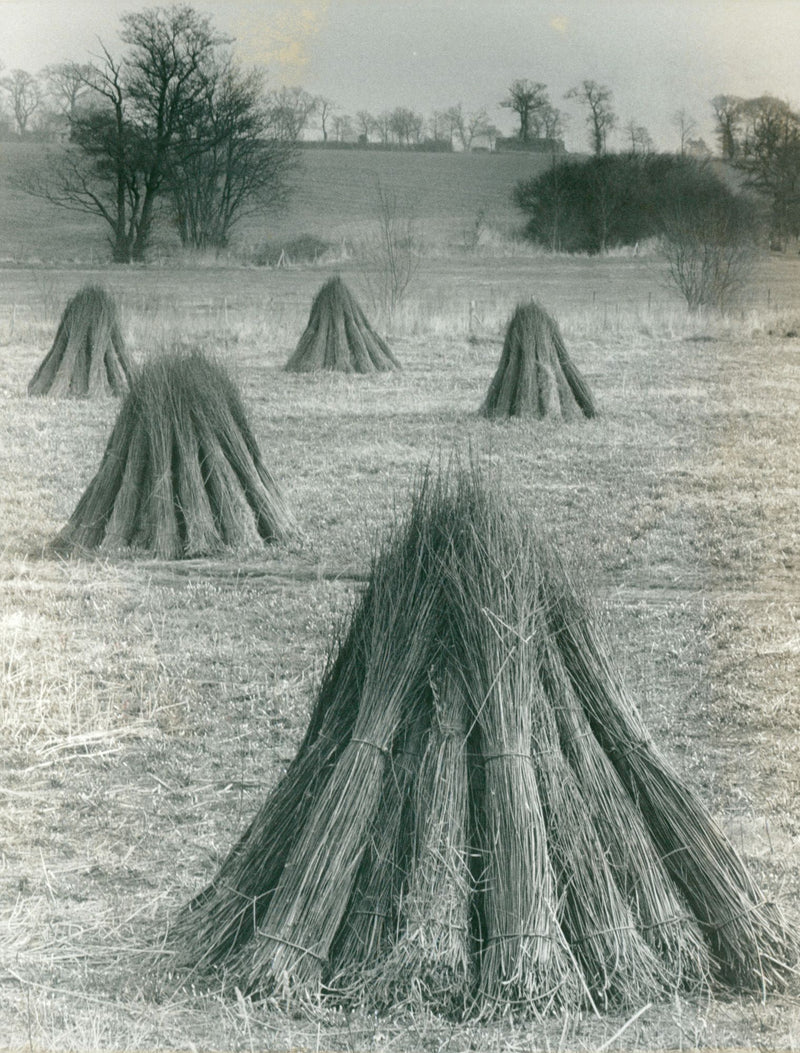 Willow sticks drying at the traditional way. - Vintage Photograph