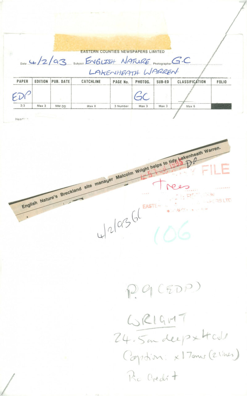 English Nature Breckland site manager Malcolm Wright helps to tidy Lekenheath Warren. - Vintage Photograph