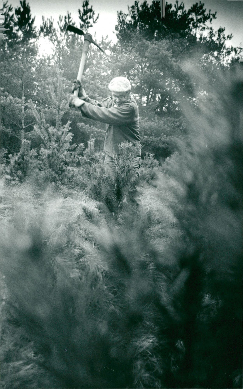 English Nature Breckland site manager Malcolm Wright helps to tidy Lekenheath Warren. - Vintage Photograph