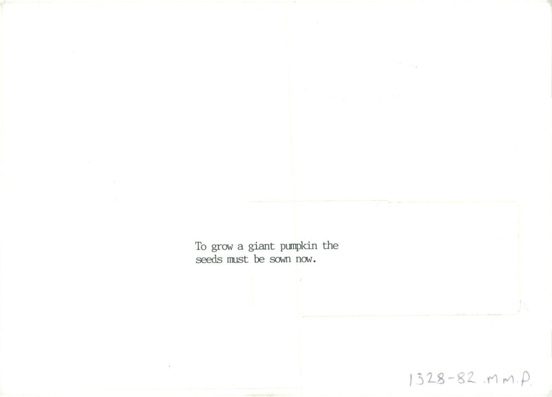 A Giant Pumpkin. - Vintage Photograph