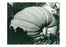 A Giant Pumpkin. - Vintage Photograph