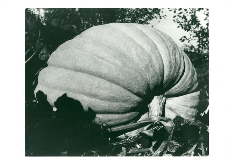 A Giant Pumpkin. - Vintage Photograph