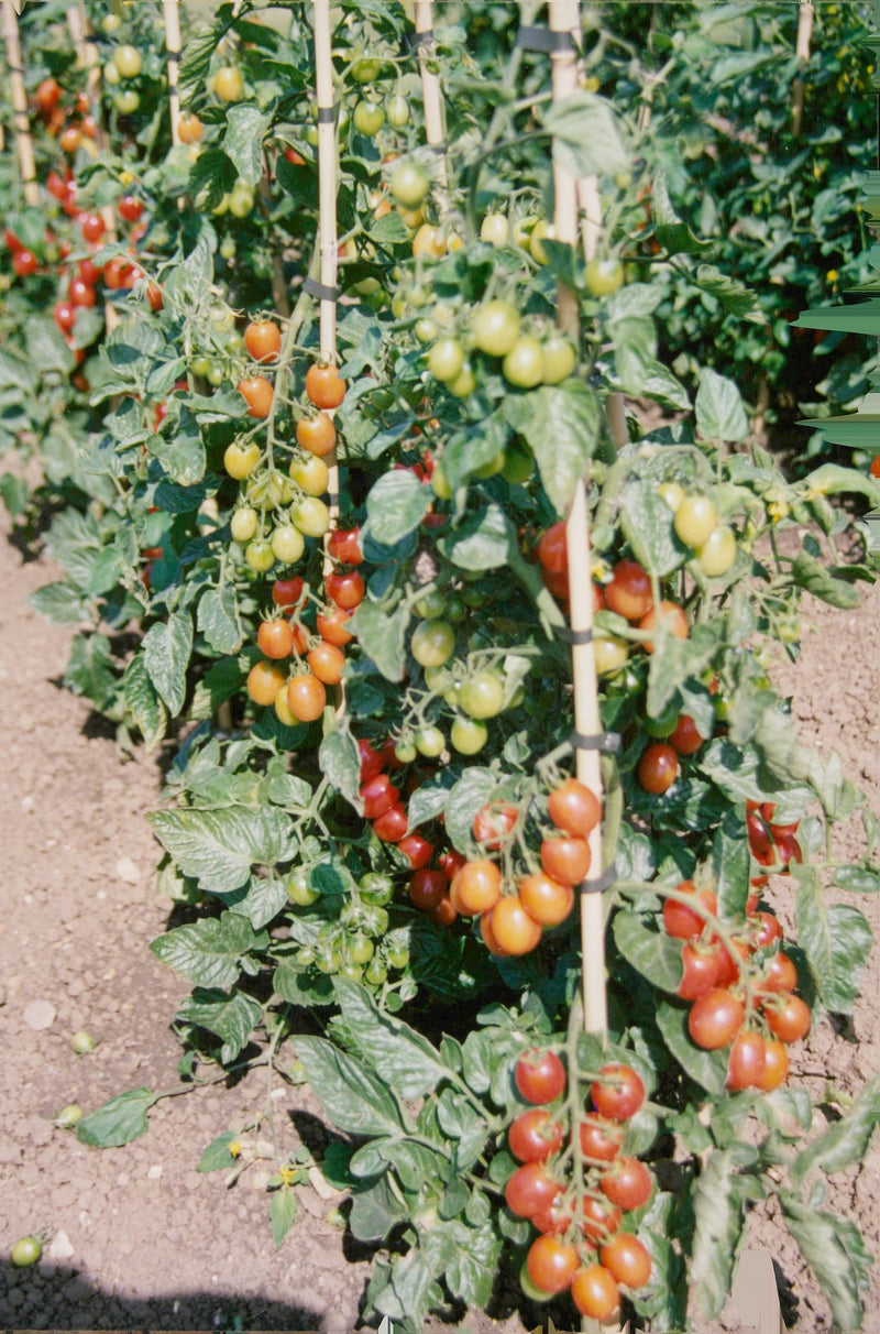 Tomato - Vintage Photograph