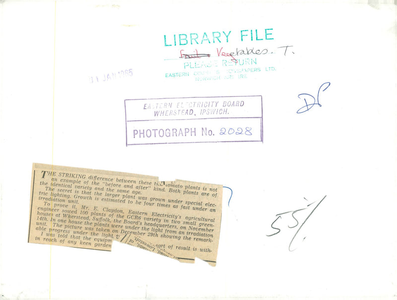 The Striking difference between tomato plants. - Vintage Photograph