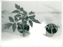 The Striking difference between tomato plants. - Vintage Photograph