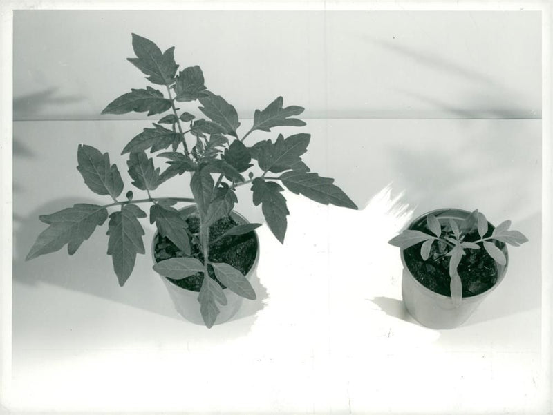 The Striking difference between tomato plants. - Vintage Photograph
