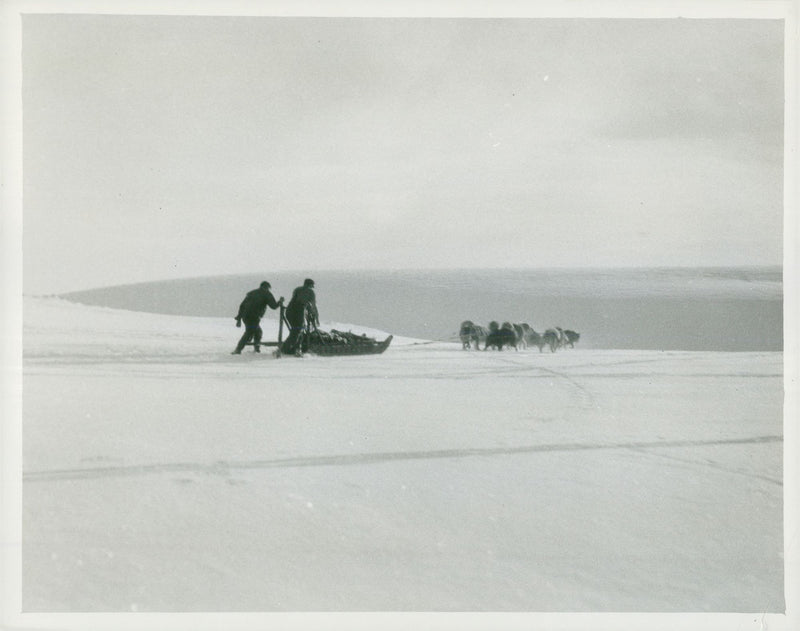 British Graham Land expedition. A dog team takes home seal meat to the Argentine Islands - Vintage Photograph