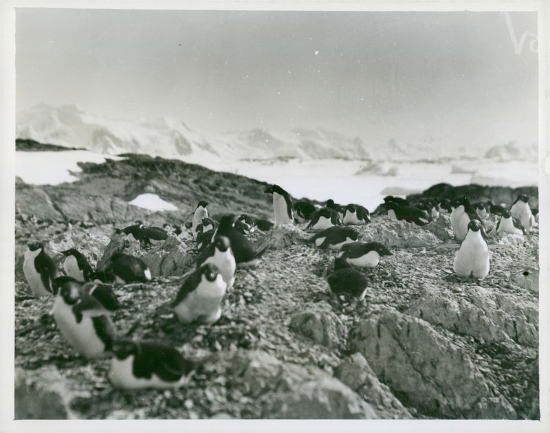 British Graham Land expedition. AdÃ©liepingviner - Vintage Photograph