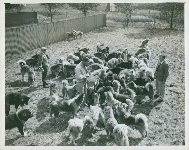 British Graham Land expedition. W. E. Hampton and A. Stephenson feed some of the 62 dogs to join the expedition - Vintage Photograph