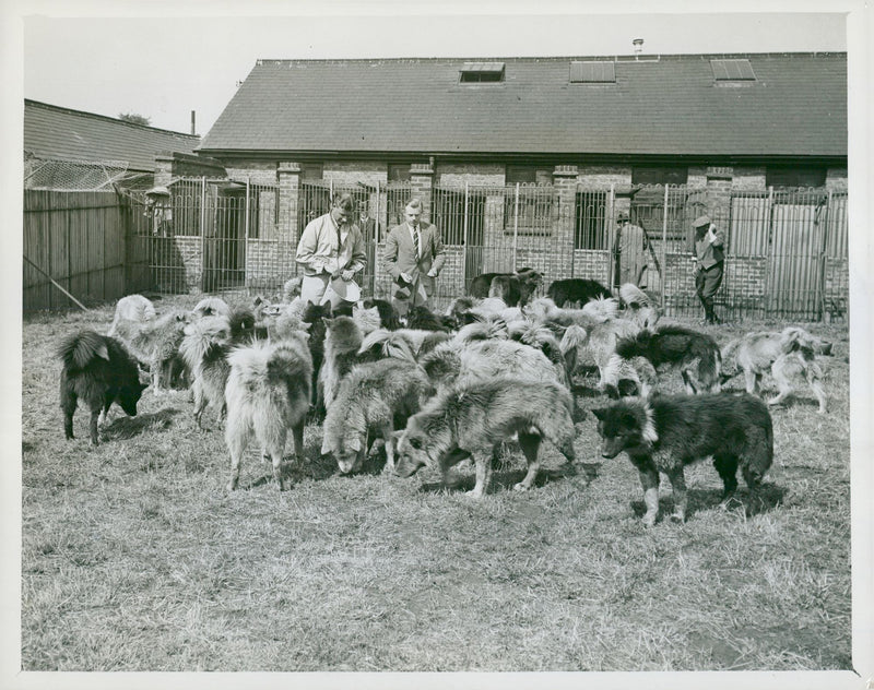 British Graham Land expedition. W. E. Hampton and A. Stephenson feed some of the 62 dogs to join the expedition - Vintage Photograph