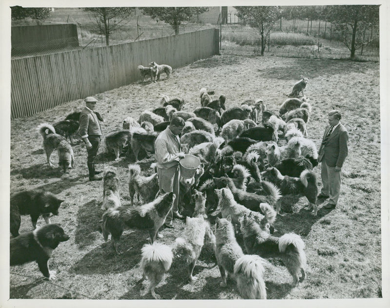 British Graham Land expedition. W. E. Hampton and A. Stephenson feed some of the 62 dogs to join the expedition - Vintage Photograph