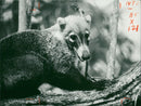 A coati on the bark of the tree. - Vintage Photograph