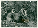Animal: Chamois - Vintage Photograph