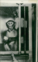 Monkeys. - Vintage Photograph