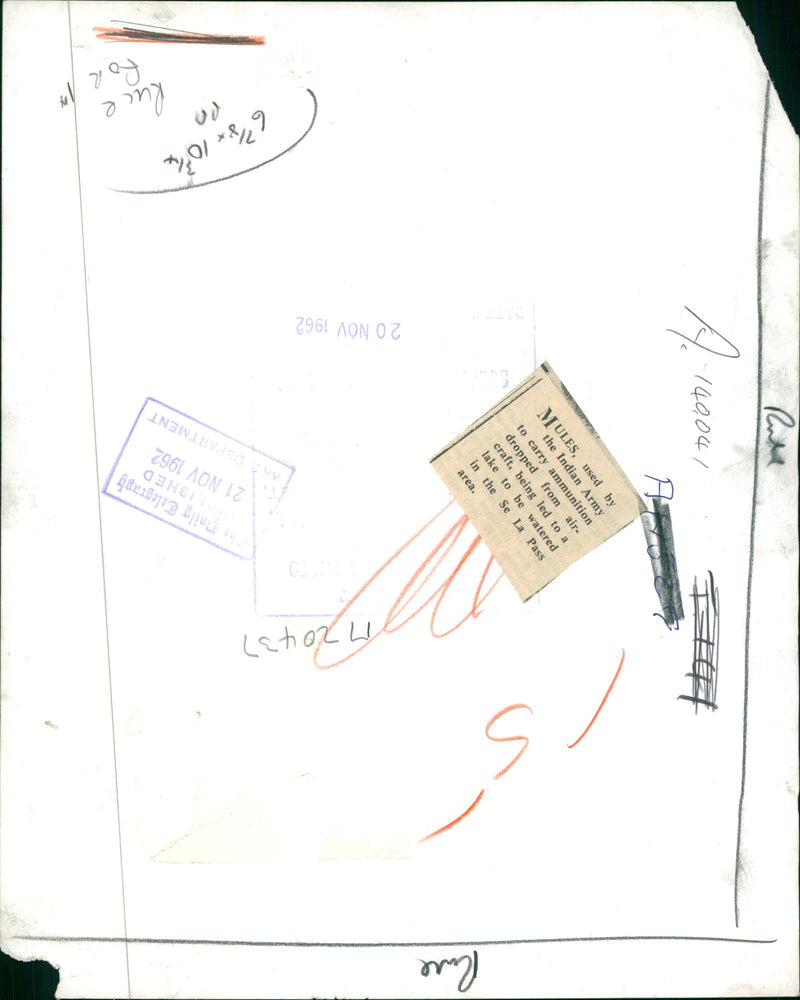 MULES, USED BY THE INDIAN ARMY TO CARRY AMMUNITION. - Vintage Photograph