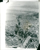 MULES, USED BY THE INDIAN ARMY TO CARRY AMMUNITION. - Vintage Photograph