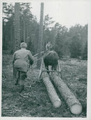 Lunning of timber with custom made toboggan - Vintage Photograph
