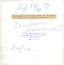 Clothing and fashion - 1940s fashion - Vintage Photograph