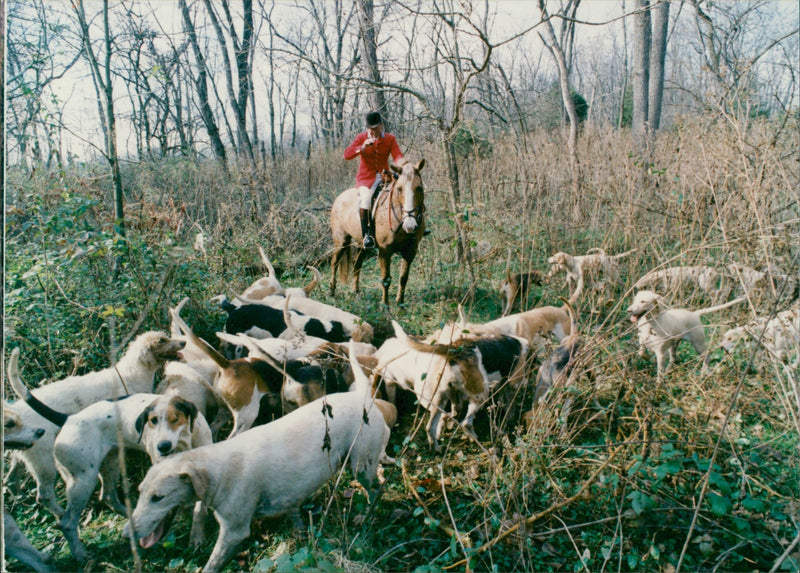 Coyote Animal. - Vintage Photograph