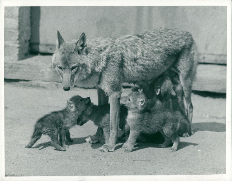 Coyote Animal. - Vintage Photograph