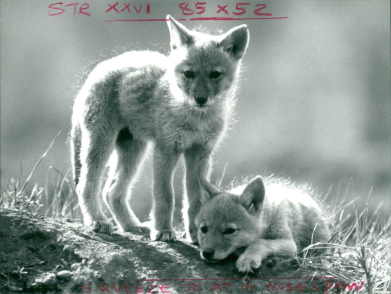 Coyote Animal. - Vintage Photograph