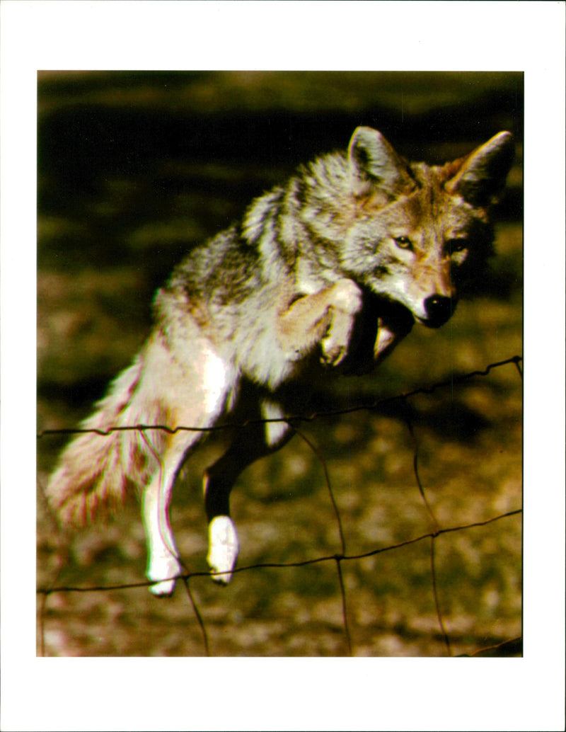 Coyote Animal. - Vintage Photograph