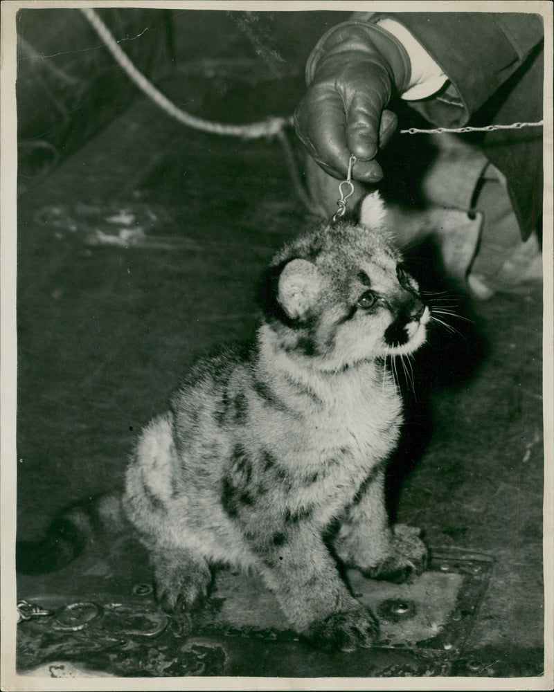 Cougar Animal - Vintage Photograph