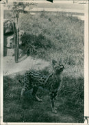 Animal: Serval - Vintage Photograph